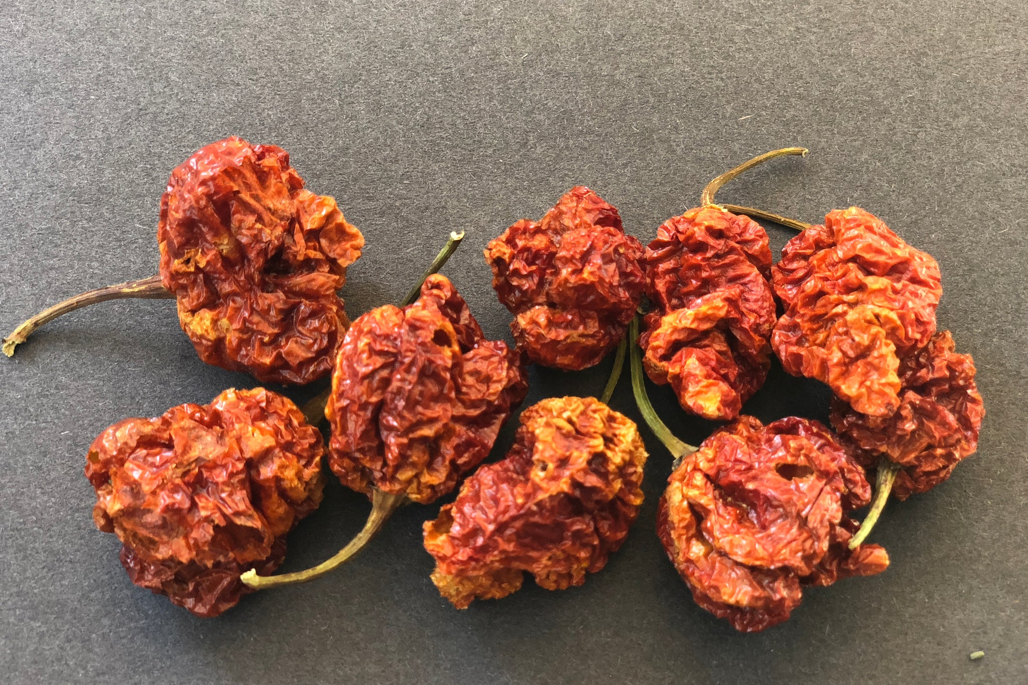 Trinidad Scorpion Butch-T